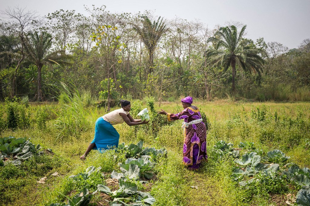 Des agricultrices de la Koinadugu Women's Vegetable Cooperative en Sierra Leone, récoltent les choux de leur potager communautaire.